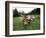 Swiss Brown Cows at Umbrail Pass, Switzerland-Gavriel Jecan-Framed Photographic Print