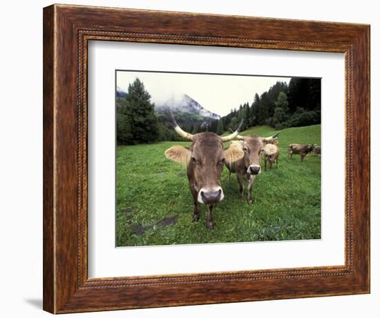 Swiss Brown Cows at Umbrail Pass, Switzerland-Gavriel Jecan-Framed Photographic Print