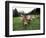 Swiss Brown Cows at Umbrail Pass, Switzerland-Gavriel Jecan-Framed Photographic Print