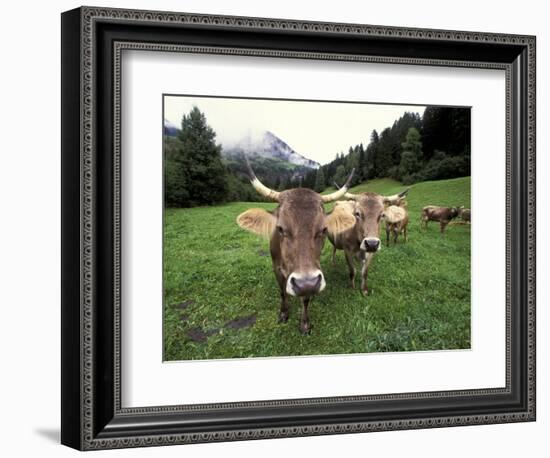 Swiss Brown Cows at Umbrail Pass, Switzerland-Gavriel Jecan-Framed Photographic Print