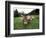 Swiss Brown Cows at Umbrail Pass, Switzerland-Gavriel Jecan-Framed Photographic Print
