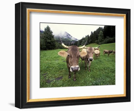 Swiss Brown Cows at Umbrail Pass, Switzerland-Gavriel Jecan-Framed Photographic Print