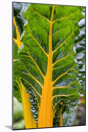 Swiss Chard 'Bright Yellow'-Jon Stokes-Mounted Photographic Print