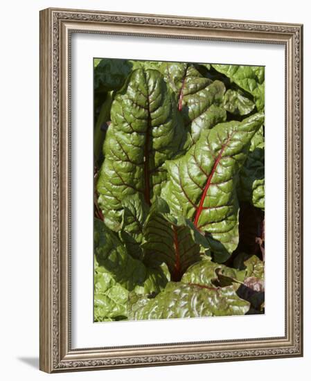 Swiss Chard, Tower Hill Botanical Garden, Boylston, Massachusetts,USA-Lisa S. Engelbrecht-Framed Photographic Print