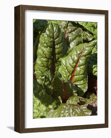 Swiss Chard, Tower Hill Botanical Garden, Boylston, Massachusetts,USA-Lisa S. Engelbrecht-Framed Photographic Print