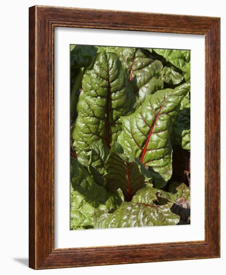 Swiss Chard, Tower Hill Botanical Garden, Boylston, Massachusetts,USA-Lisa S. Engelbrecht-Framed Photographic Print