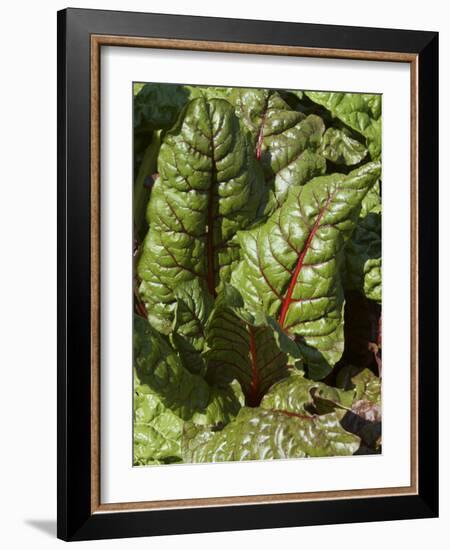 Swiss Chard, Tower Hill Botanical Garden, Boylston, Massachusetts,USA-Lisa S. Engelbrecht-Framed Photographic Print