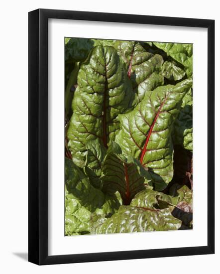 Swiss Chard, Tower Hill Botanical Garden, Boylston, Massachusetts,USA-Lisa S. Engelbrecht-Framed Photographic Print