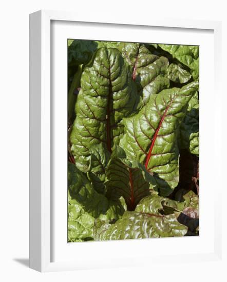 Swiss Chard, Tower Hill Botanical Garden, Boylston, Massachusetts,USA-Lisa S. Engelbrecht-Framed Photographic Print