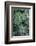 Swiss Cheese Plant-Jim Engelbrecht-Framed Photographic Print