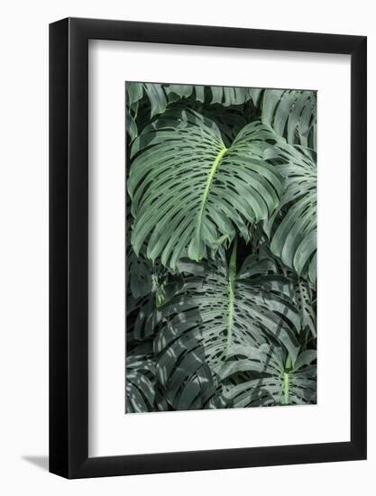 Swiss Cheese Plant-Jim Engelbrecht-Framed Photographic Print