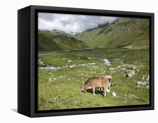 Swiss Cows in Alpine Meadow, Canton Graubunden, Switzerland, Europe-Angelo Cavalli-Framed Premier Image Canvas