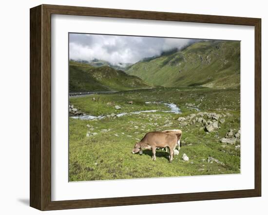 Swiss Cows in Alpine Meadow, Canton Graubunden, Switzerland, Europe-Angelo Cavalli-Framed Photographic Print