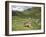 Swiss Cows in Alpine Meadow, Canton Graubunden, Switzerland, Europe-Angelo Cavalli-Framed Photographic Print