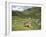 Swiss Cows in Alpine Meadow, Canton Graubunden, Switzerland, Europe-Angelo Cavalli-Framed Photographic Print