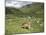 Swiss Cows in Alpine Meadow, Canton Graubunden, Switzerland, Europe-Angelo Cavalli-Mounted Photographic Print