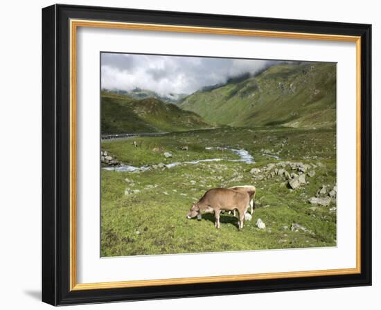 Swiss Cows in Alpine Meadow, Canton Graubunden, Switzerland, Europe-Angelo Cavalli-Framed Photographic Print