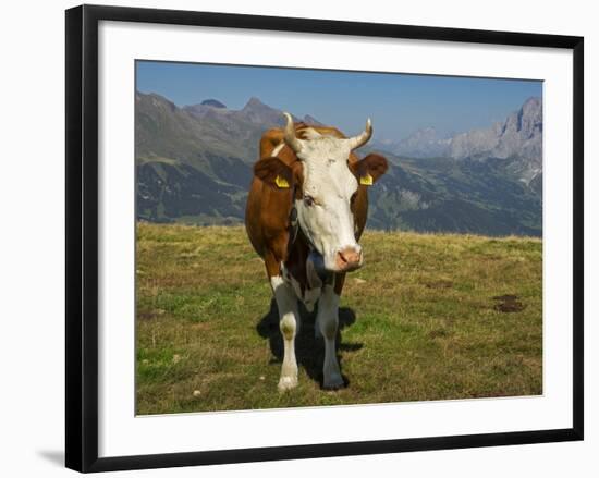 Switzerland, Bern Canton, Mannlichen Area, Swiss Cow in Alpine Setting-Jamie And Judy Wild-Framed Photographic Print