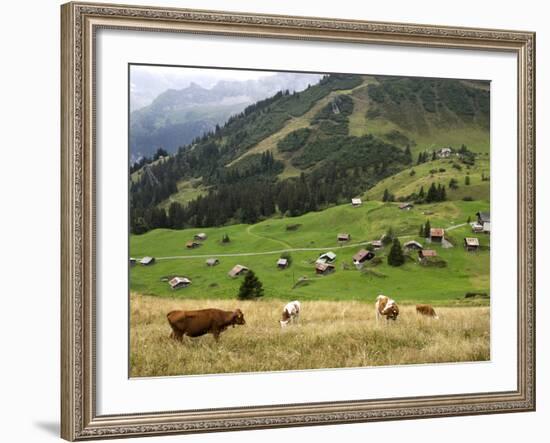 Switzerland, Bern Canton, Murren, Cows Grazing in Alpine Pastures-Jamie And Judy Wild-Framed Photographic Print