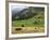 Switzerland, Bern Canton, Murren, Cows Grazing in Alpine Pastures-Jamie And Judy Wild-Framed Photographic Print