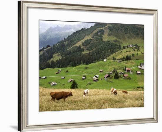 Switzerland, Bern Canton, Murren, Cows Grazing in Alpine Pastures-Jamie And Judy Wild-Framed Photographic Print