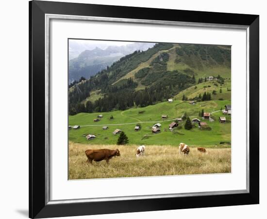 Switzerland, Bern Canton, Murren, Cows Grazing in Alpine Pastures-Jamie And Judy Wild-Framed Photographic Print