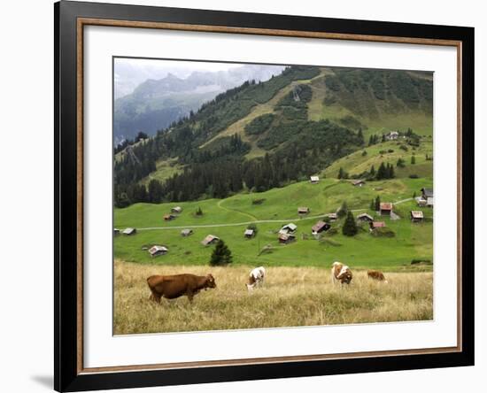 Switzerland, Bern Canton, Murren, Cows Grazing in Alpine Pastures-Jamie And Judy Wild-Framed Photographic Print