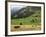 Switzerland, Bern Canton, Murren, Cows Grazing in Alpine Pastures-Jamie And Judy Wild-Framed Photographic Print