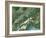 Switzerland, Satellite Image-PLANETOBSERVER-Framed Photographic Print