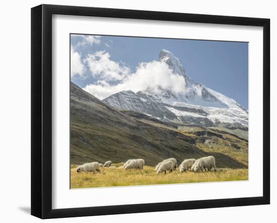 Switzerland, Zermatt, Schwarzsee, Valais Blacknose Sheep with Matterhorn-Jamie And Judy Wild-Framed Photographic Print