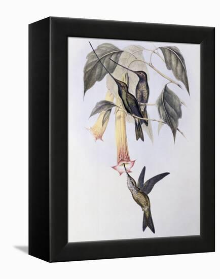 Sword-Billed Humming Bird (Docimastes Ensiferus)-John Gould-Framed Premier Image Canvas