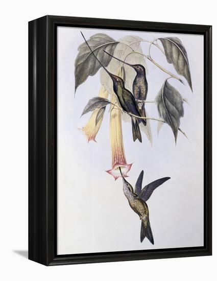 Sword-Billed Humming Bird (Docimastes Ensiferus)-John Gould-Framed Premier Image Canvas