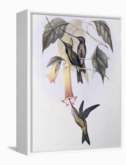 Sword-Billed Humming Bird (Docimastes Ensiferus)-John Gould-Framed Premier Image Canvas