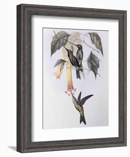 Sword-Billed Humming Bird (Docimastes Ensiferus)-John Gould-Framed Giclee Print