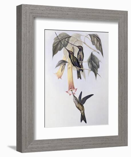 Sword-Billed Humming Bird (Docimastes Ensiferus)-John Gould-Framed Giclee Print