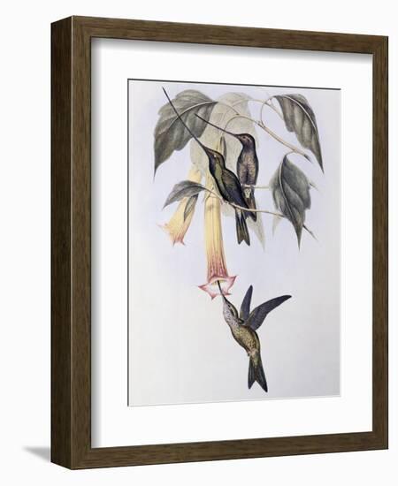 Sword-Billed Humming Bird (Docimastes Ensiferus)-John Gould-Framed Giclee Print