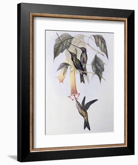 Sword-Billed Humming Bird (Docimastes Ensiferus)-John Gould-Framed Giclee Print