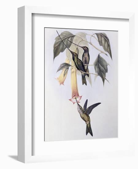 Sword-Billed Humming Bird (Docimastes Ensiferus)-John Gould-Framed Giclee Print