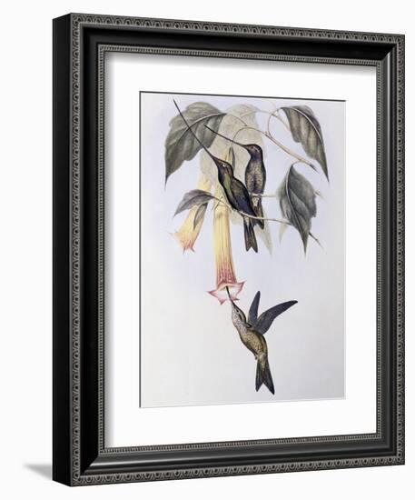 Sword-Billed Humming Bird (Docimastes Ensiferus)-John Gould-Framed Giclee Print