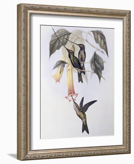 Sword-Billed Humming Bird (Docimastes Ensiferus)-John Gould-Framed Giclee Print