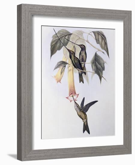 Sword-Billed Humming Bird (Docimastes Ensiferus)-John Gould-Framed Giclee Print