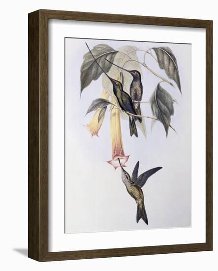 Sword-Billed Humming Bird (Docimastes Ensiferus)-John Gould-Framed Giclee Print