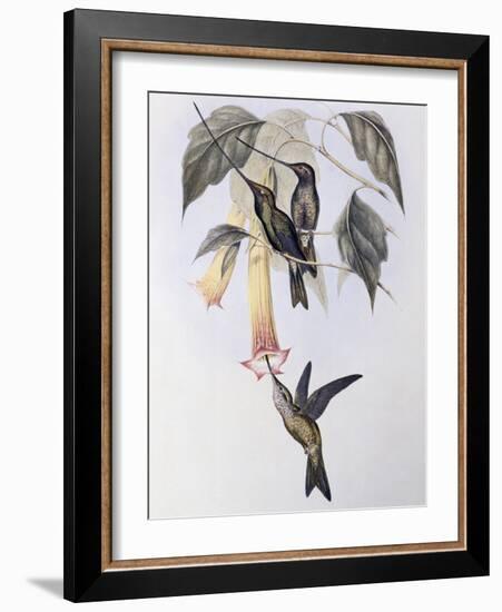 Sword-Billed Humming Bird (Docimastes Ensiferus)-John Gould-Framed Giclee Print