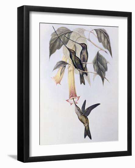 Sword-Billed Humming Bird (Docimastes Ensiferus)-John Gould-Framed Giclee Print