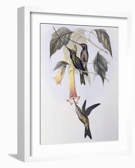 Sword-Billed Humming Bird (Docimastes Ensiferus)-John Gould-Framed Giclee Print