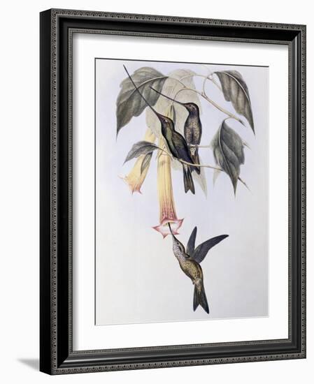 Sword-Billed Humming Bird (Docimastes Ensiferus)-John Gould-Framed Giclee Print