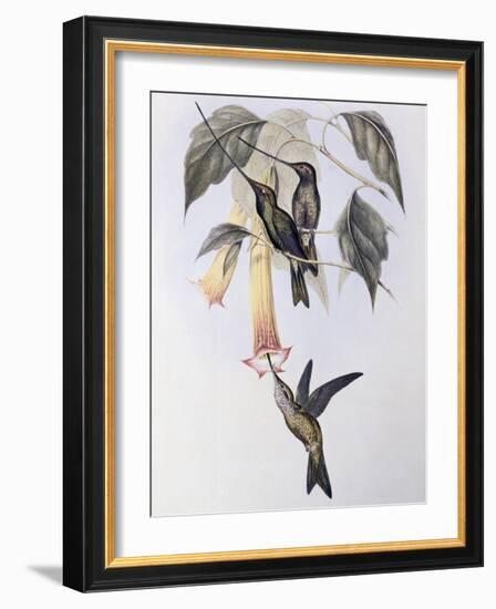 Sword-Billed Humming Bird (Docimastes Ensiferus)-John Gould-Framed Giclee Print