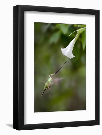 Sword-Billed Hummingbird (Ensifera Ensifera) Feeding At An Angel'S Or Devil'S Trumpet Flower-Nick Garbutt-Framed Photographic Print