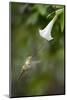 Sword-Billed Hummingbird (Ensifera Ensifera) Feeding At An Angel'S Or Devil'S Trumpet Flower-Nick Garbutt-Mounted Photographic Print