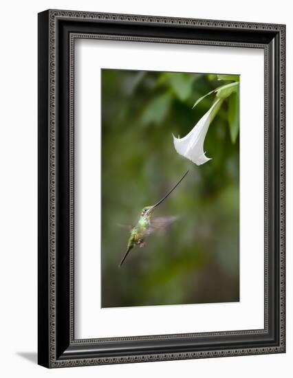 Sword-Billed Hummingbird (Ensifera Ensifera) Feeding At An Angel'S Or Devil'S Trumpet Flower-Nick Garbutt-Framed Photographic Print